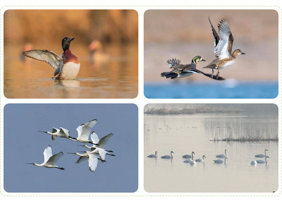 Top1����רҵ������Ѷ����������ƽ̨