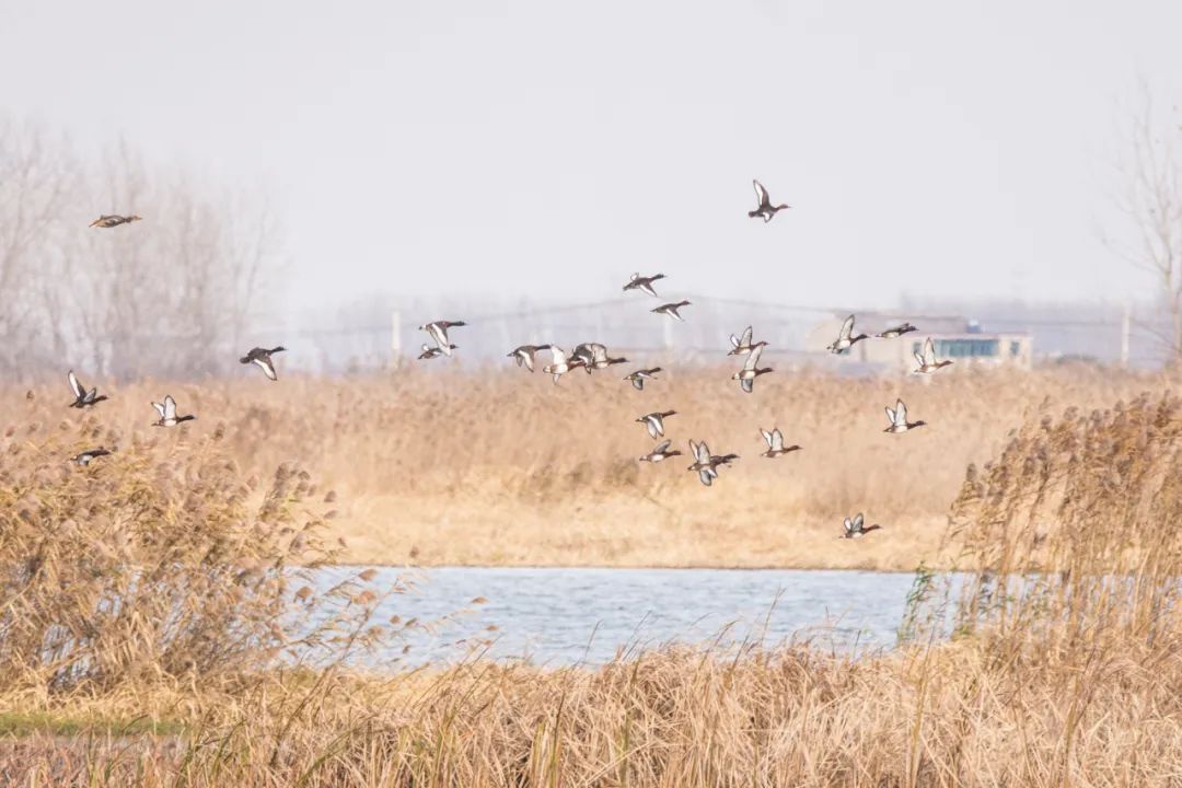 Top1����רҵ������Ѷ����������ƽ̨