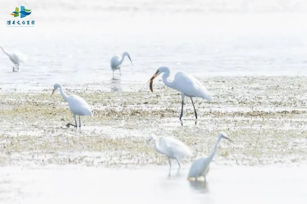 Top1����רҵ������Ѷ����������ƽ̨