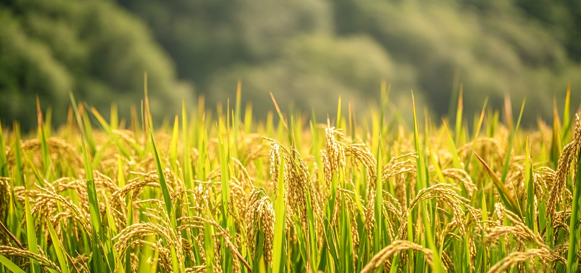 Top1����רҵ������Ѷ����������ƽ̨