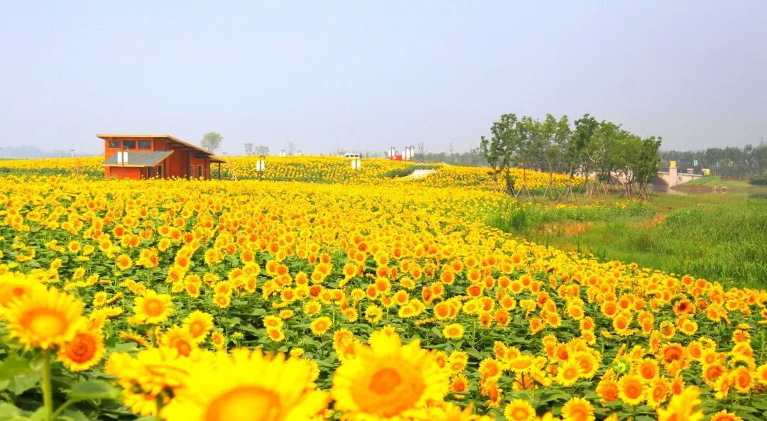 Top1����רҵ������Ѷ����������ƽ̨