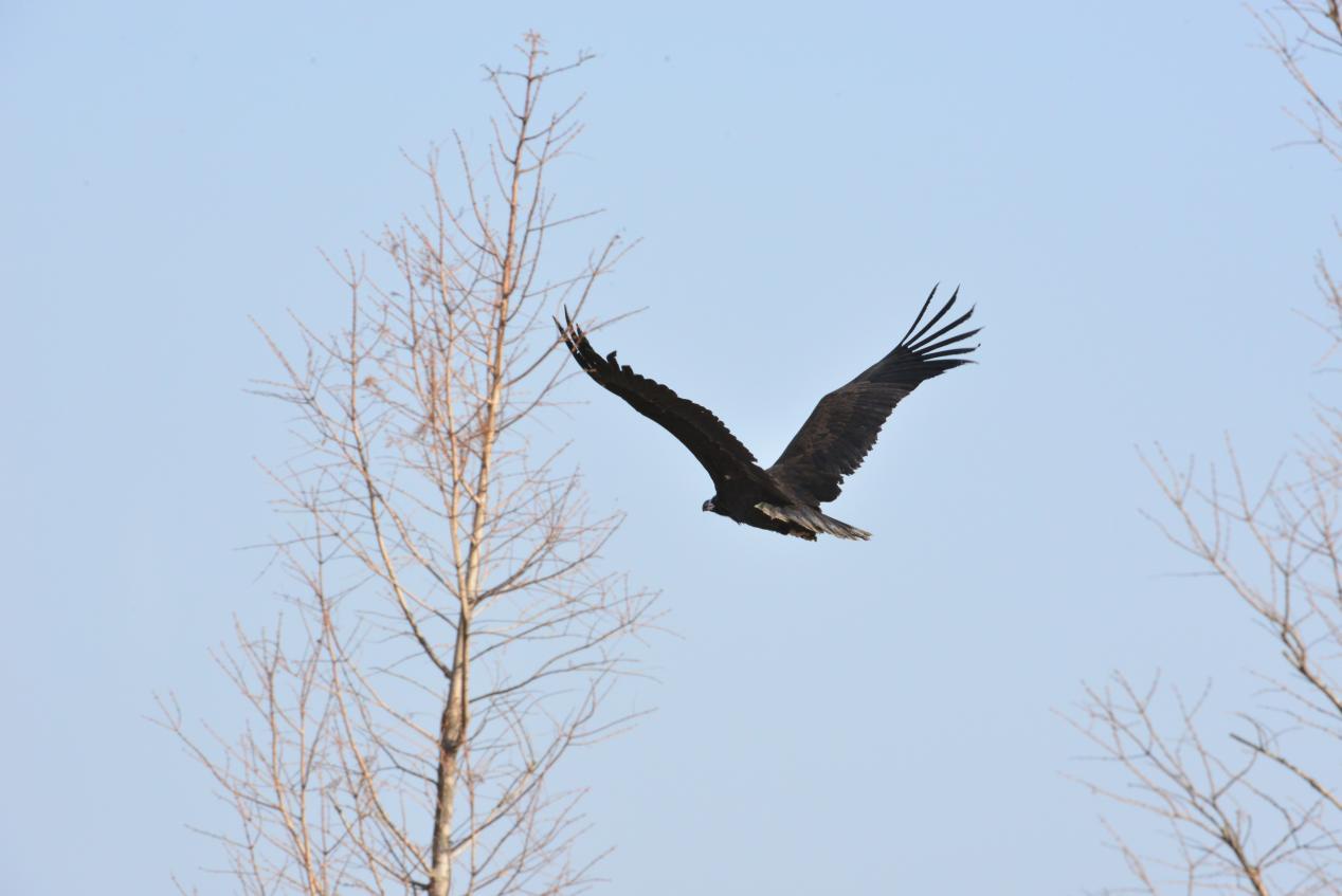 Top1����רҵ������Ѷ����������ƽ̨