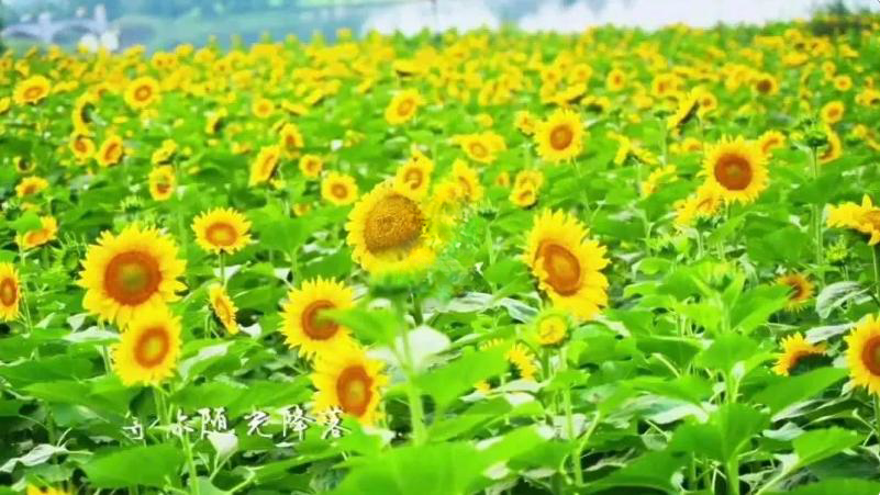 Top1����רҵ������Ѷ����������ƽ̨