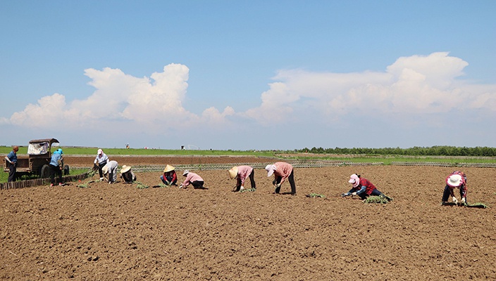 �������������տ���������������չ