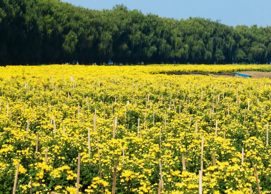 Top1����רҵ������Ѷ����������ƽ̨