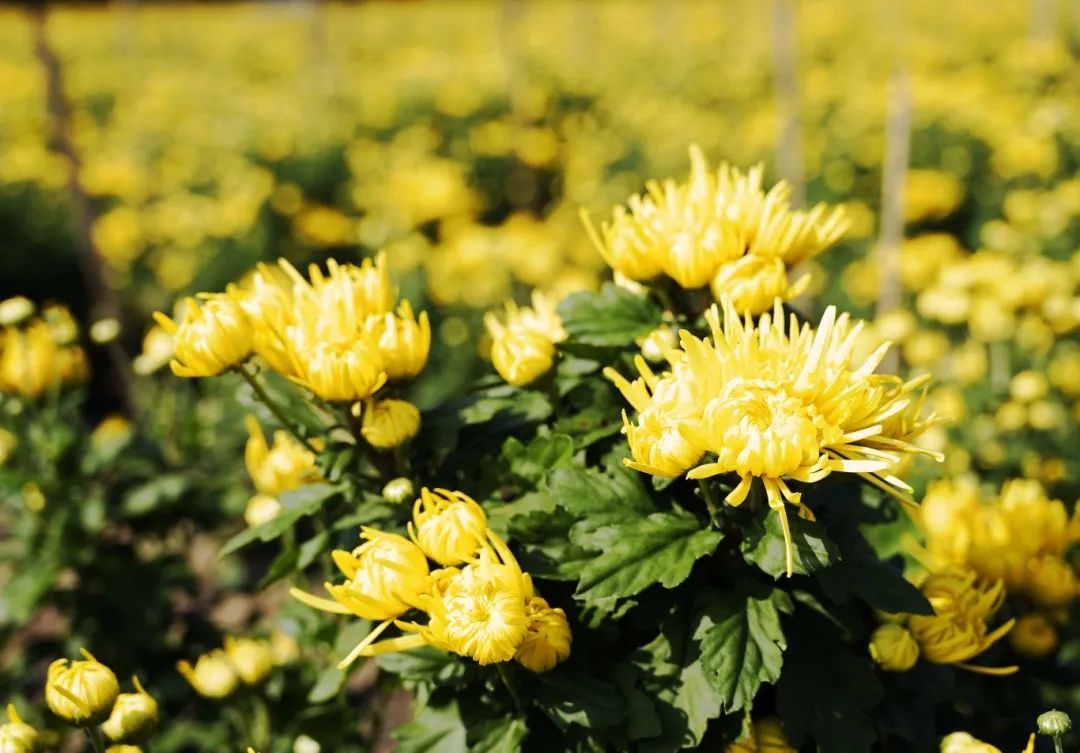 Top1����רҵ������Ѷ����������ƽ̨