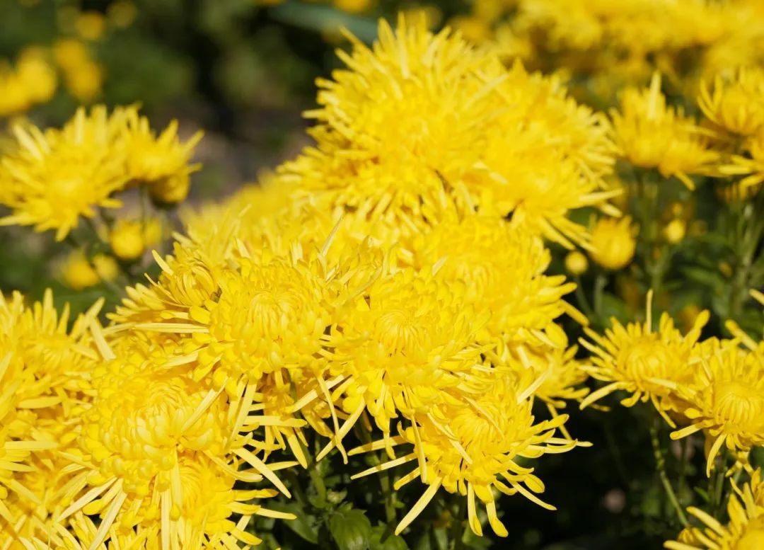 Top1ÌåÓýרҵÌåÓý×ÊѶÓëÈüÊÂÆÊÎöƽ̨