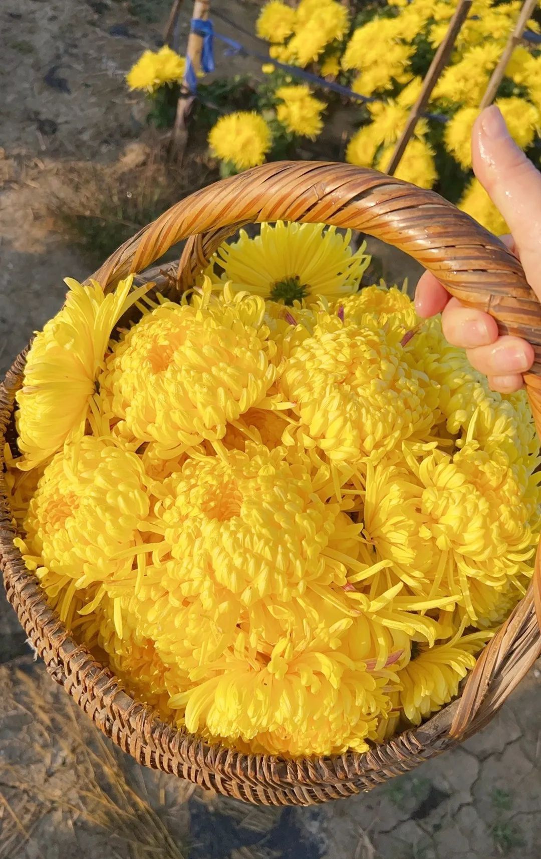 Top1����רҵ������Ѷ����������ƽ̨