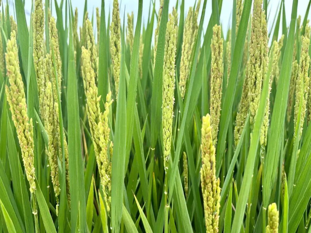 Top1����רҵ������Ѷ����������ƽ̨